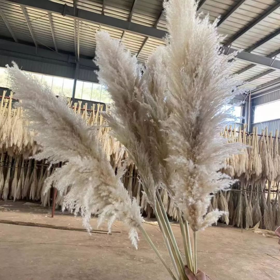 Wholesale dried pampas grass from professional flower supplier